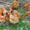 无抗鸡饲养方式|大爱农业